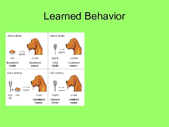Learned Behavior 