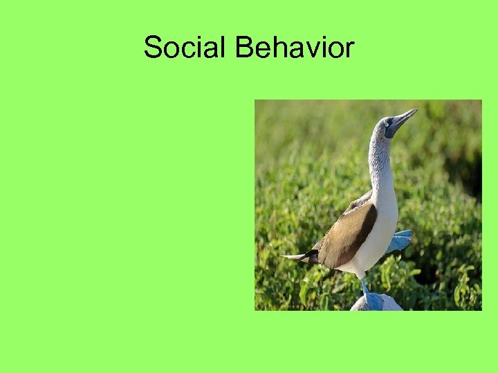 Social Behavior 