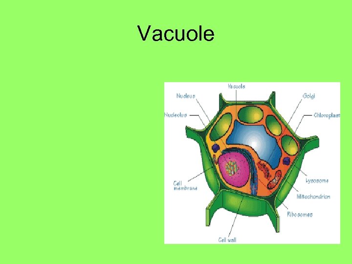 Vacuole 