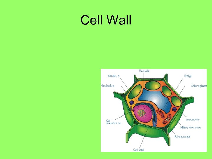 Cell Wall 