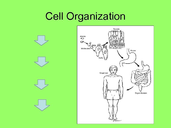 Cell Organization 