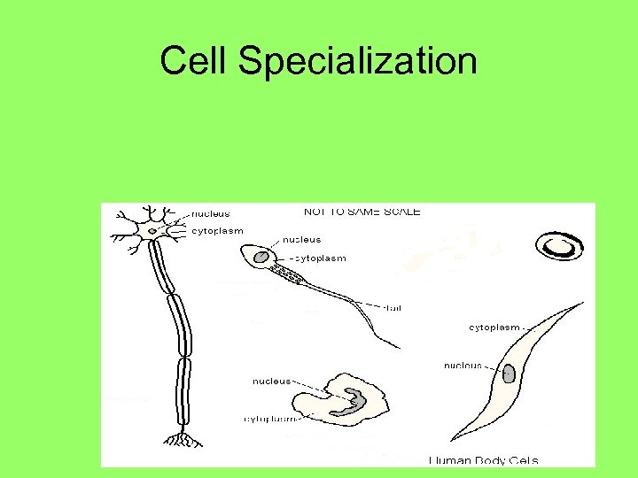 Cell Specialization 