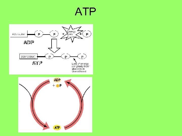 ATP 