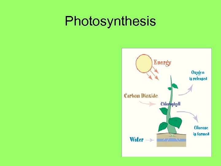 Photosynthesis 