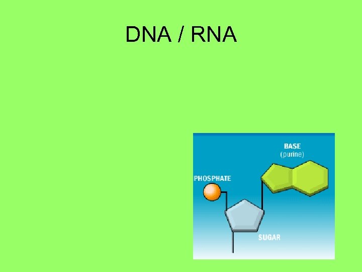 DNA / RNA 