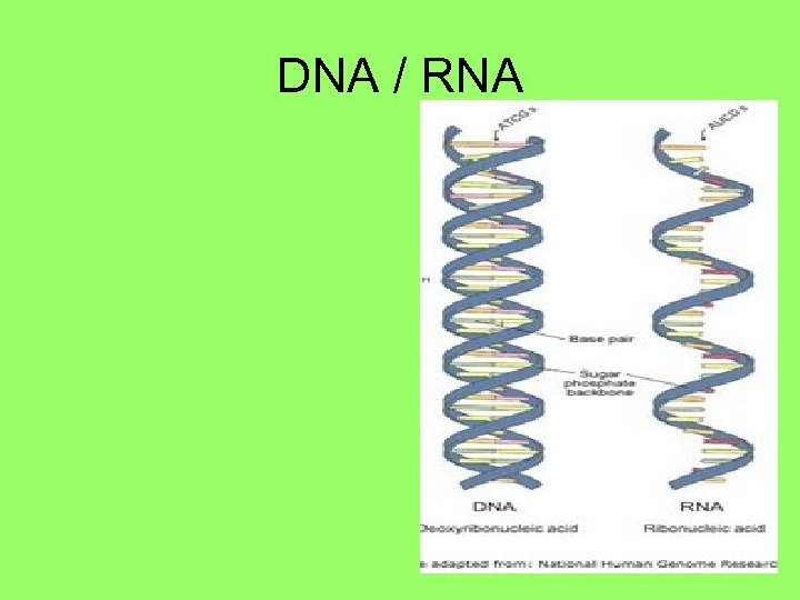 DNA / RNA 