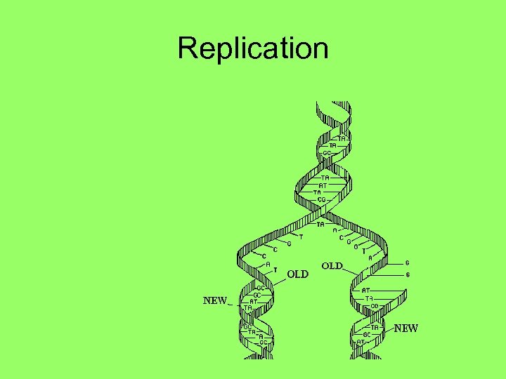 Replication 
