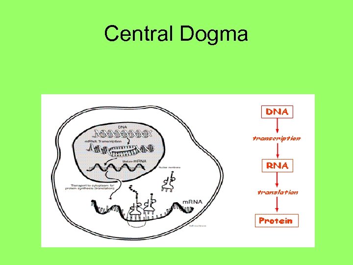 Central Dogma 