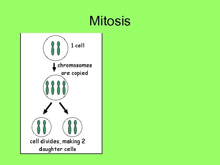 Mitosis 