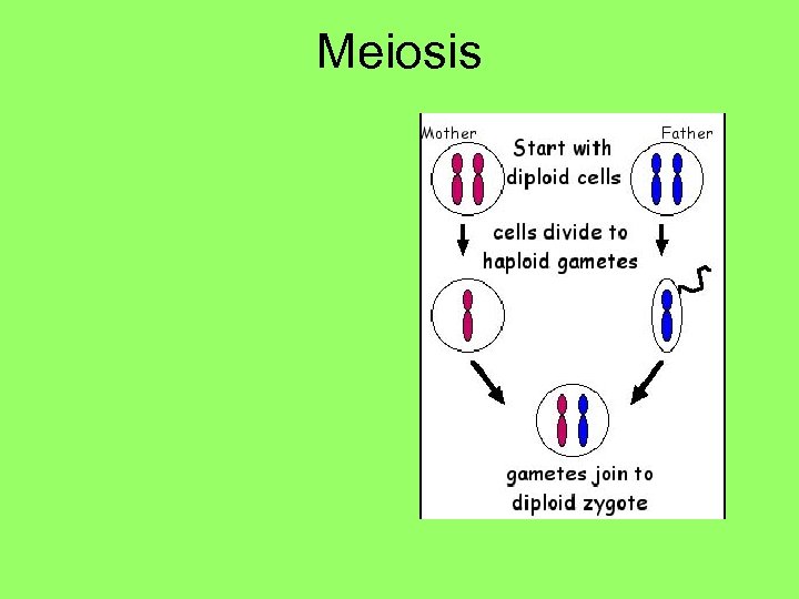 Meiosis 