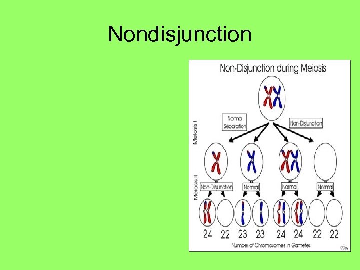 Nondisjunction 