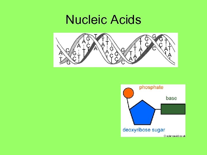Nucleic Acids 