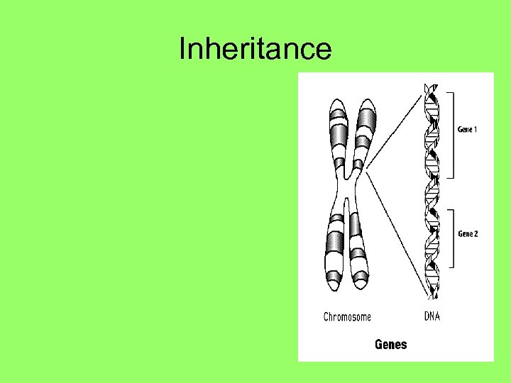 Inheritance 