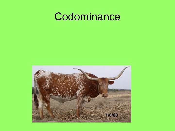 Codominance 
