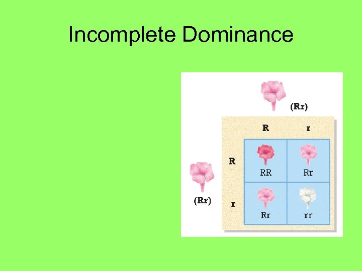 Incomplete Dominance 