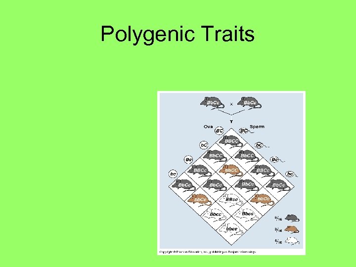 Polygenic Traits 