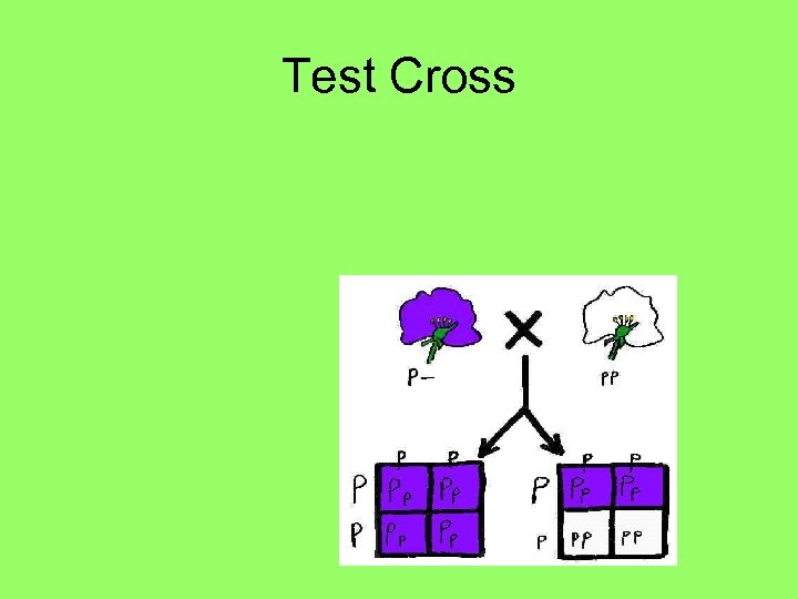 Test Cross 