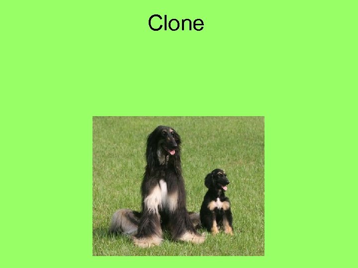 Clone 