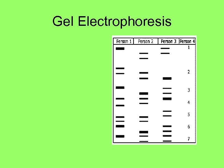 Gel Electrophoresis 