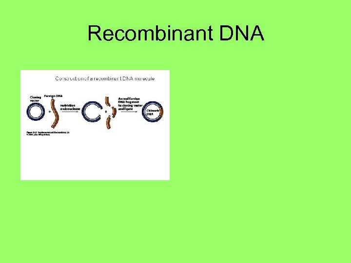 Recombinant DNA 