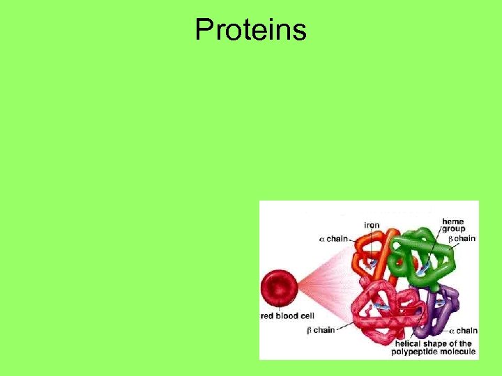 Proteins 