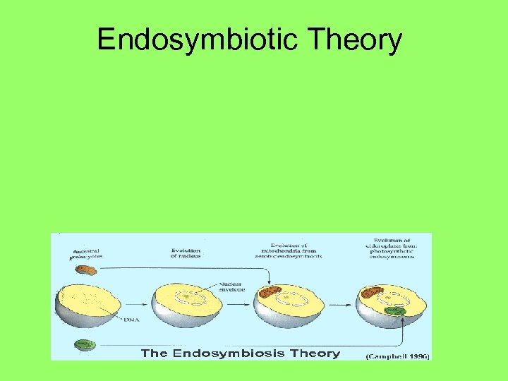 Endosymbiotic Theory 