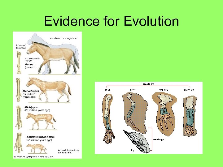 Evidence for Evolution 
