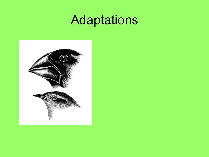 Adaptations 