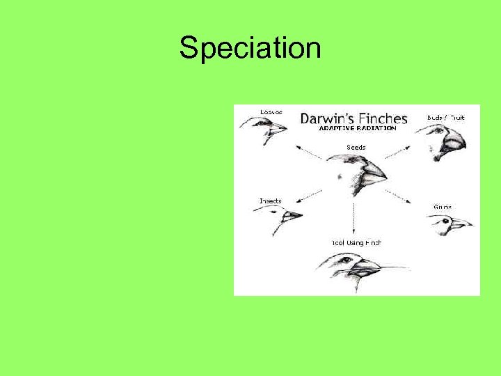 Speciation 