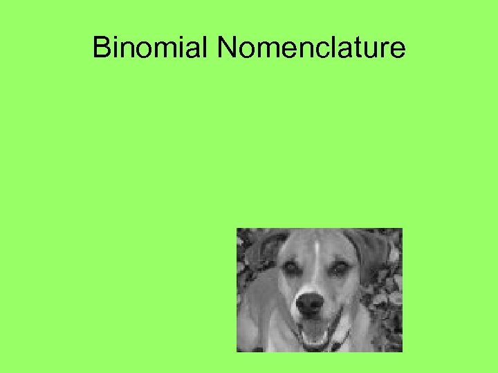Binomial Nomenclature 
