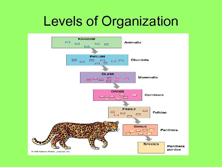 Levels of Organization 