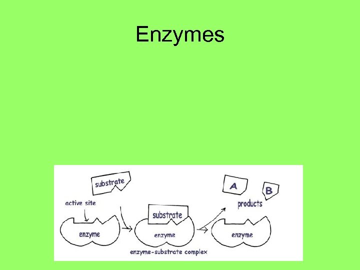 Enzymes 