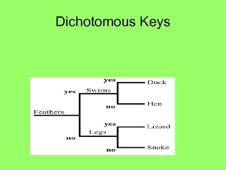 Dichotomous Keys 