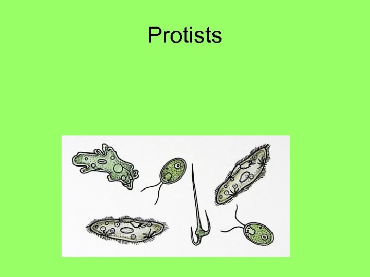 Protists 