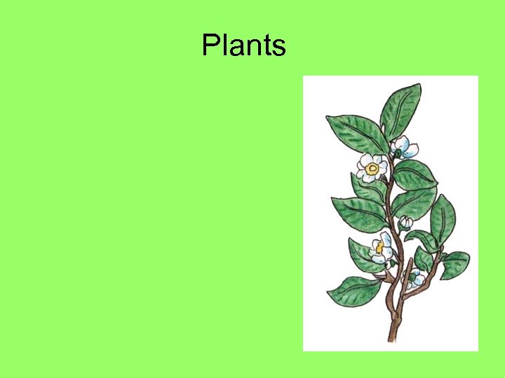 Plants 