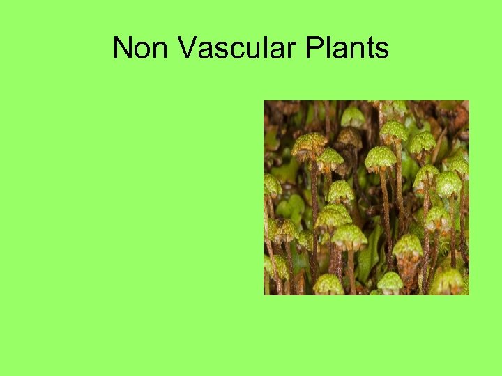 Non Vascular Plants 