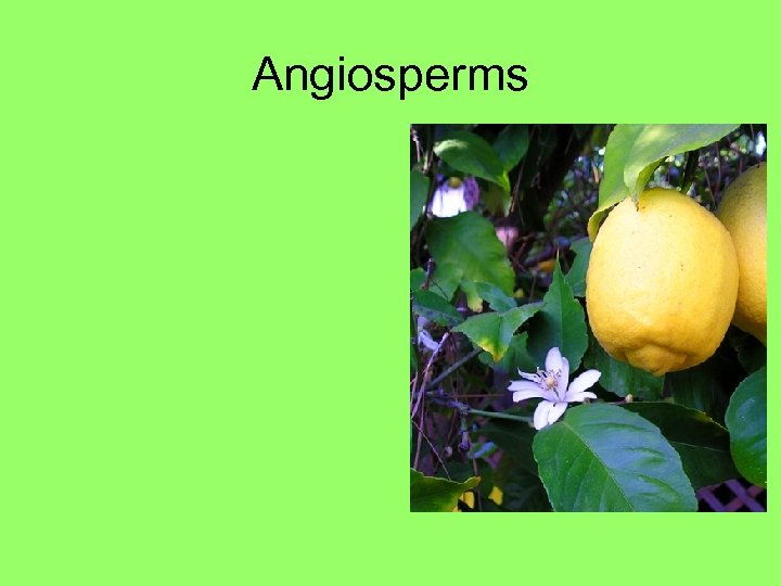 Angiosperms 