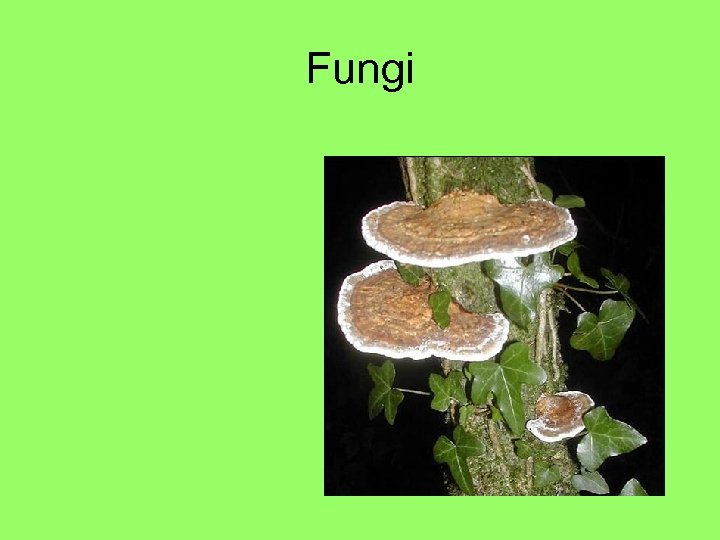 Fungi 