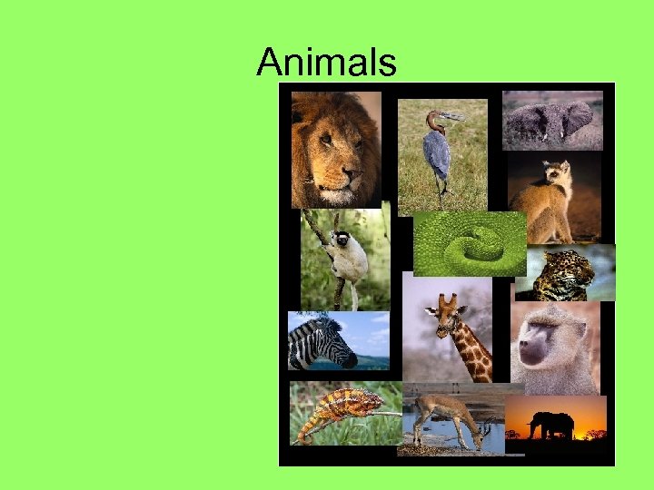 Animals 