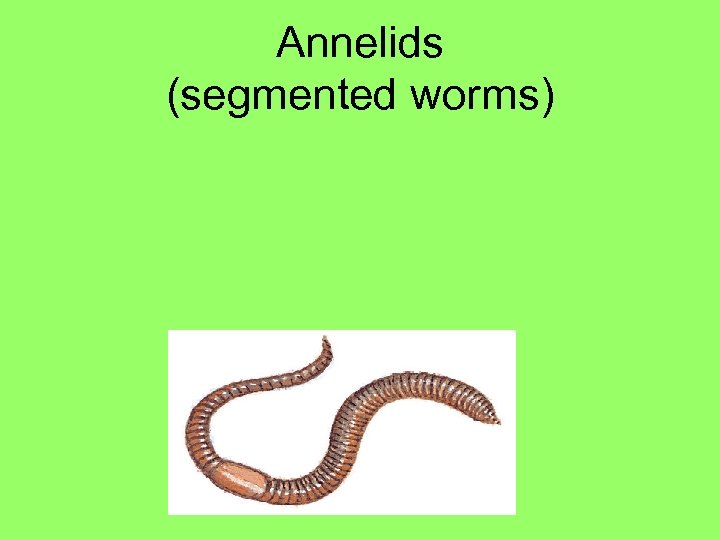 Annelids (segmented worms) 
