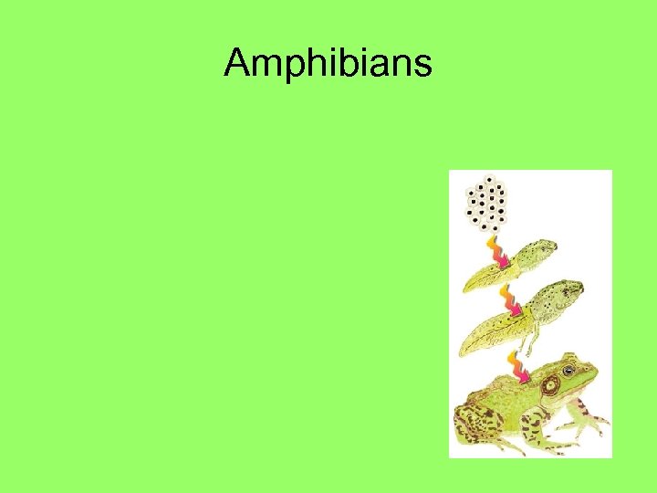 Amphibians 