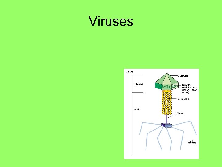 Viruses 
