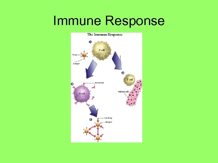 Immune Response 