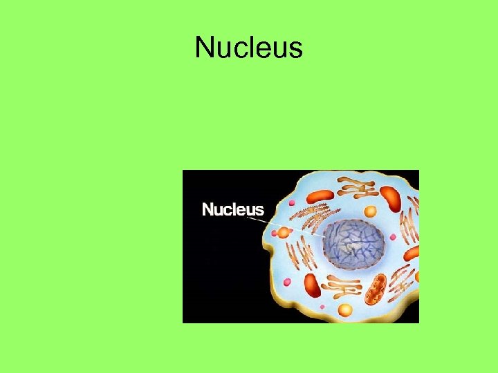 Nucleus 