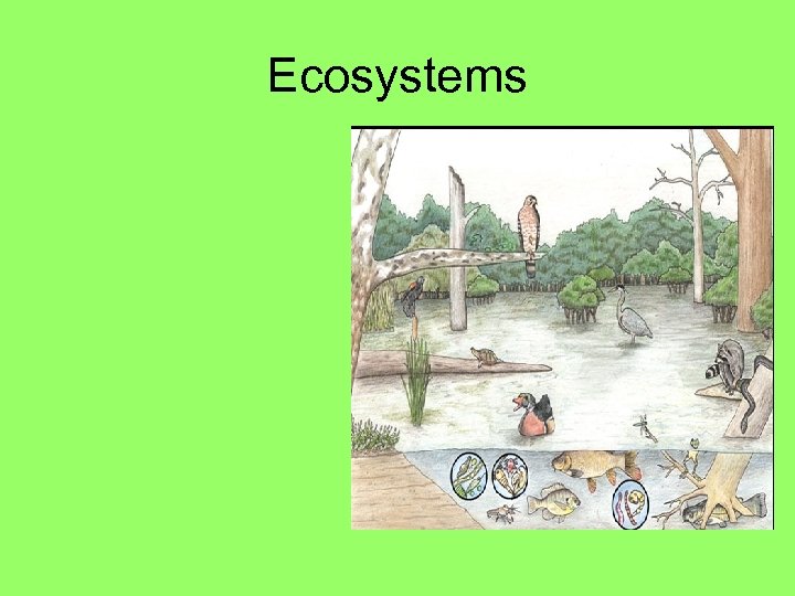 Ecosystems 