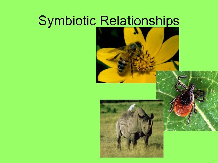Symbiotic Relationships 