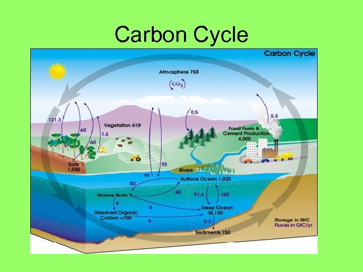 Carbon Cycle 