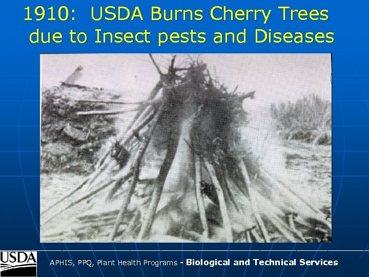 1910: USDA Burns Cherry Trees due to Insect pests and Diseases ____________________________________ APHIS, PPQ,