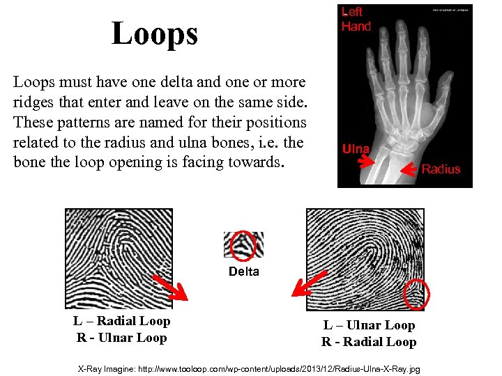 Left Hand Loops must have one delta and one or more ridges that enter