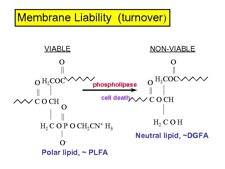 Membrane Liability (turnover) VIABLE NON-VIABLE O O || || O H 2 COC phospholipase